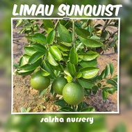 Anak pokok Limau Sunquist Hybrid