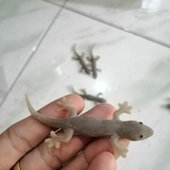 Gray gecko toy similar to real