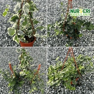 🔥INDOOR🔥 VARIEGATED ENGLISH IVY / Atlantic Ivy / Hedera Helix / Hanging / Gantung / 150mm Pots / Liv