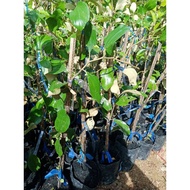 Pokok Bidara Epal / Anak Pokok Bidara Epal (Buah Besar)