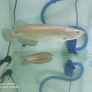 Ikan Arwana Jardini Green Pearl 18-20 cm.