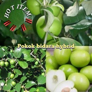 ANAK POKOK BUAH BIDARA EPAL-Hybrid/jambu madu HIJAU THAI manis