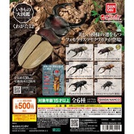 ［現貨］扭蛋 THE DIVERSITY OF LIFE ON EARTH STAG BEETLE 12 / 大圖鑑系列 鍬形蟲 第12彈 (1套6款)