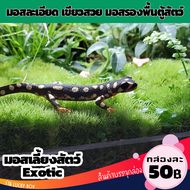 มอส ตกแต่งตู้สัตว์เลี้ยง Exotic กล่องละ 50 บาท Vivarium Exotic pet