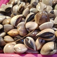 kerang tahu segar by SUPPLIER SEAFOOD BANDUNG