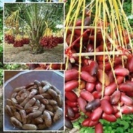 10 เมล็ด เมล็ดพันธุ์ Seeds Plant อินทผาลัม (Date palm) จากต้นเพาะเนื้อเยื้อ สายพันธุ์ บาฮี แดง