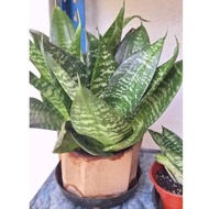 Real plant,live plant,short leaves snake plant short,baby snake plant,pokok snake