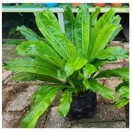 SEEDs BIJI BENIH Thorny Coriander, Long Coriander SEED / ngO GAI