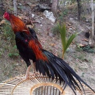 telur vertil ayam bangkok ekor lidi