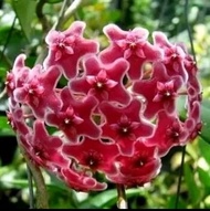 tanaman hias gantung hoya splash / hoya bunga merah