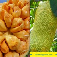 ANAK POKOK CEMPEDAK KING HYBRID THAILAND Buah Buahan Fruits Live Plant [WEST MALAYSIA ONLY]