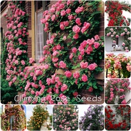 200pcs Mixed Climbing Rose Seeds ​for Planting Garden Decoration Items Flower Plant Flowering Easy To Germinate FastGrow