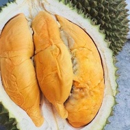 Anak Pokok Durian D24