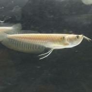 Ikan Arwana/arowana Silver Brazil 15 cm