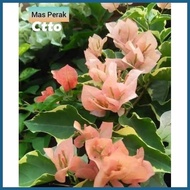 ▪ ┻ ▥ Bougainvillea Small Rooted