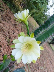 คอนโดนางฟ้ายักษ์ 40-50cm.กระบองเพชร คอนโดนางฟ้า กระบองเพชรปราสาทนางฟ้า กระบองเพชรยักษ์ ลำต้นใหญ่ทุกต