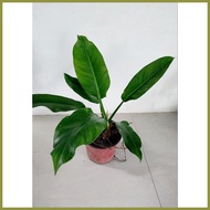 ☌ ◹ § Green Orlando Philodendron