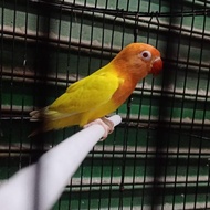 Burung Lovebrid/LB Lutino Mata Merah Mandiri