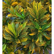 Pokok Puding ID Mahkota Kuning Cantik Murah (Rare Item)🔥