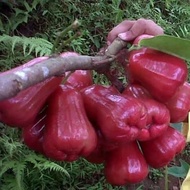 Pohon Jambu Citra Super Manis Bibit Pohon Jambu Citra
