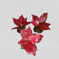 SUPER RED AGLAONEMA Healthy Live