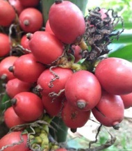 bibit pinang hias pinang merah