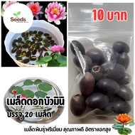 Dwarf Lotus Seeds 20