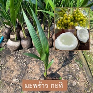มะพร้าวกะทิ ต้นมะพร้าวกะทิ (Makapuno coconut) มะพร้าว เนื้อผลมีเนื้อนุ่มหนา (รับประกัน ส่งใหม่ฟรี หากสินค้าเเสียหาย!!)