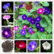 LOCAL READY STOCK-200pcs/bag Morning Glory Flower Seed Garden Seed Funny Climbing Plants Garden Hobbies Multiple Colour Flower Seeds Vegetable Live Plants Air Plant Seed Benih Tree Pokok Bunga Indoor Plants Real Live Flower Plant Caladium