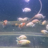 koki ranchu gen sapi