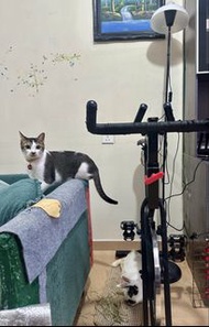 DOMYOS BIKING 100 (FREE) Stationary Spin Bike for Home Workout