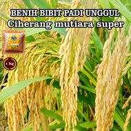 COD BENIH BIBIT PADI 5 KG CIHERANG MUTIARA SUPER UNGGUL BERKUALITAS HASIL MELIMPAH