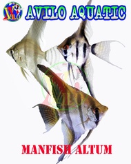 ikan hias manfish layang angelfish altum size sedang