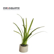Dwarf Sagittaria (Aquatic Plant)