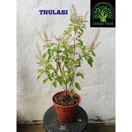 Holy Basil/ Thulasi / Tulasi Plant