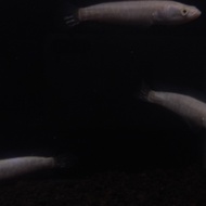 CHANNA ARGUS ALBINO