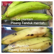 Plantain 3kg(NO COD) Pisang Tanduk Masak & Mentah