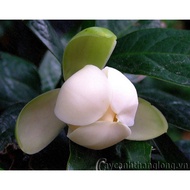 HOA DẠ HỢP HƯƠNG TRẮNG ( cây hoa trứng gà) - Chậu cây giống