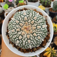 Kaktus Astrophytum asterias cv super kabuto V type kabuto vtype