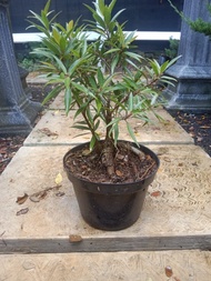 Promo beringin california bonsai Diskon