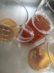 康普茶  |  * 紅茶菌膜 Kombucha SCOBY  *  啟動液 Kombucha Starter 400 ml