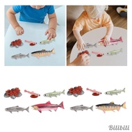 [Bilibili1] Life Cycle of Salmon Toys Animal Growth Cycle Set for Daycare Presentations