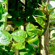 5 SEED -Giant Bayam Malabar / Large Malabar Spinach sayur raja / Vegetable seeds
