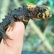 crocodile skink / kadal duri