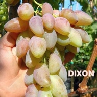 Anggur Variety Dixon