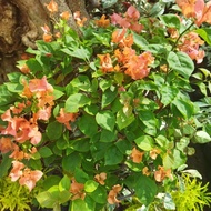 Tanaman Bougenville rimbun/ Bougenville bunga tumpuk pink