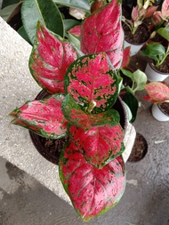 Live Plant Aglaonema " Red Beauty"