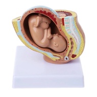 9th Month Baby Fetus Foetus Pregnancy Human Pregnancy Fetal Development Medical