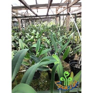 Anggrek cattleya dewasa plant JUMBO hybrid bunga besar