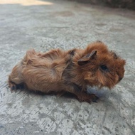Hewan Peliharaan Guinea Pig / Marmut Anggora